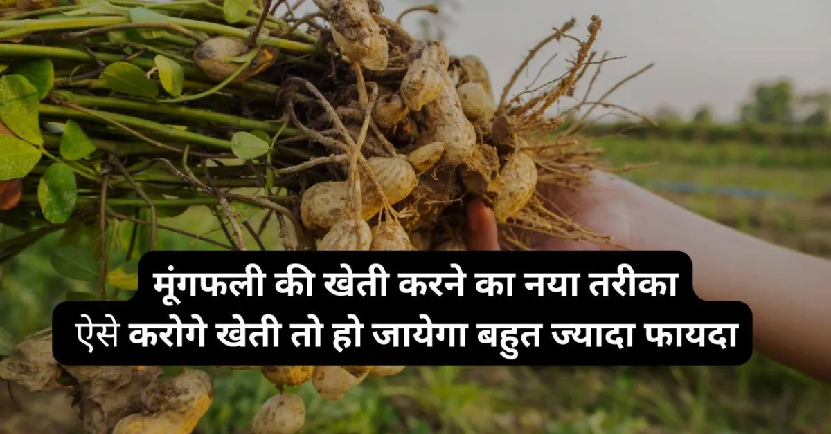 How is moong cultivated in hindi