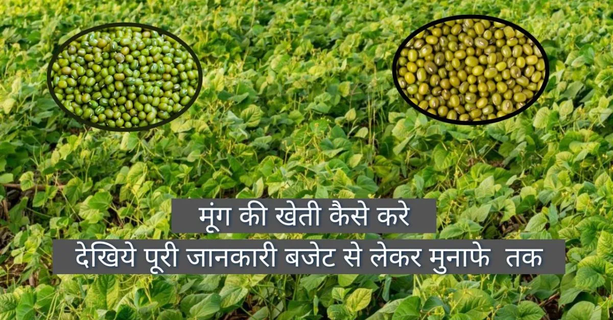 How is moong cultivated in hindi