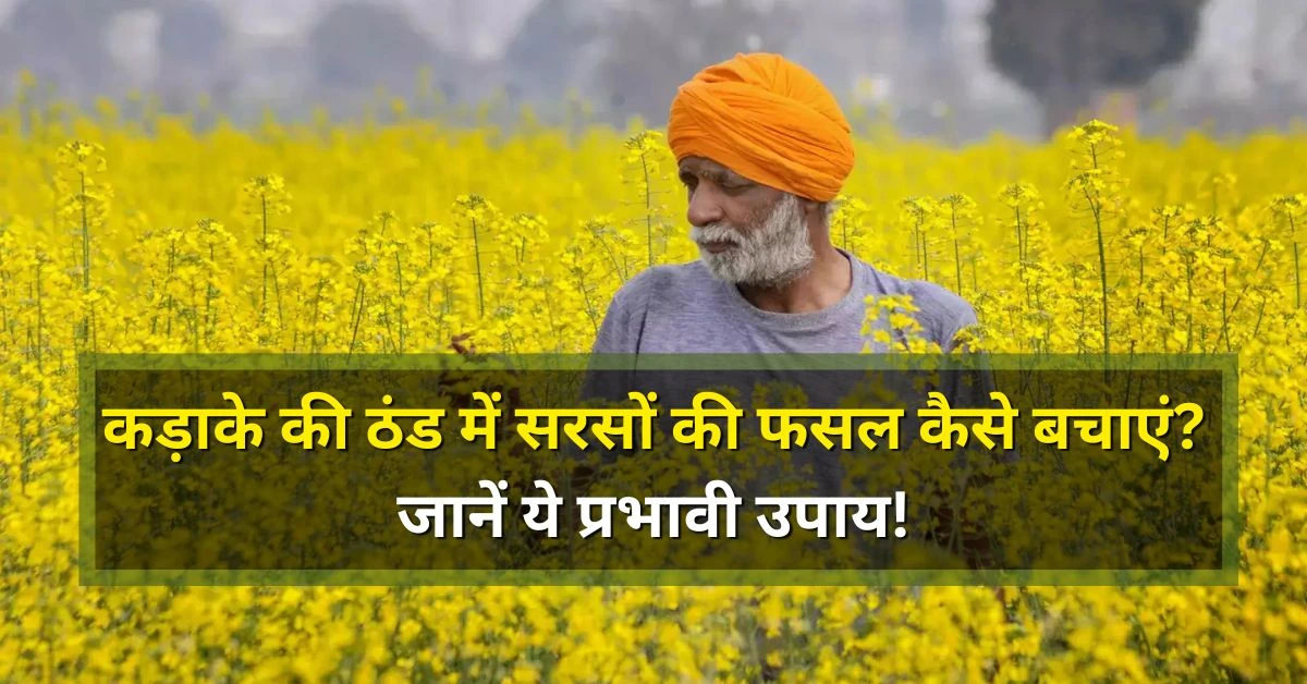 how to save mustard crop in severe cold