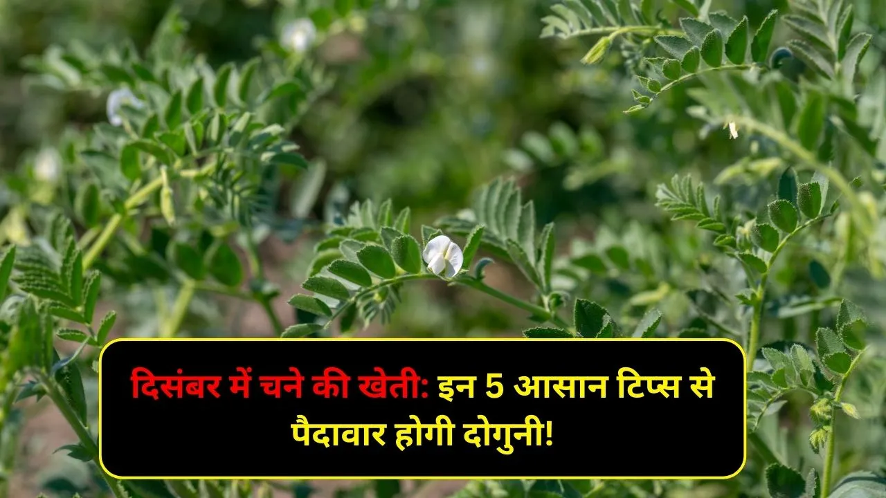 Gram cultivation month in india